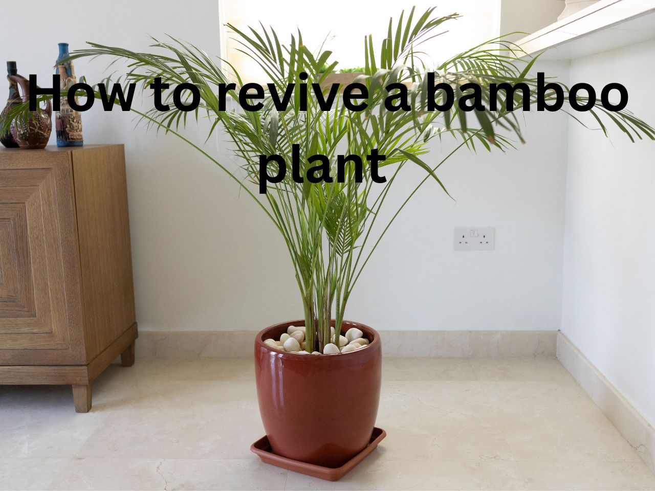 How to revive a bamboo plant